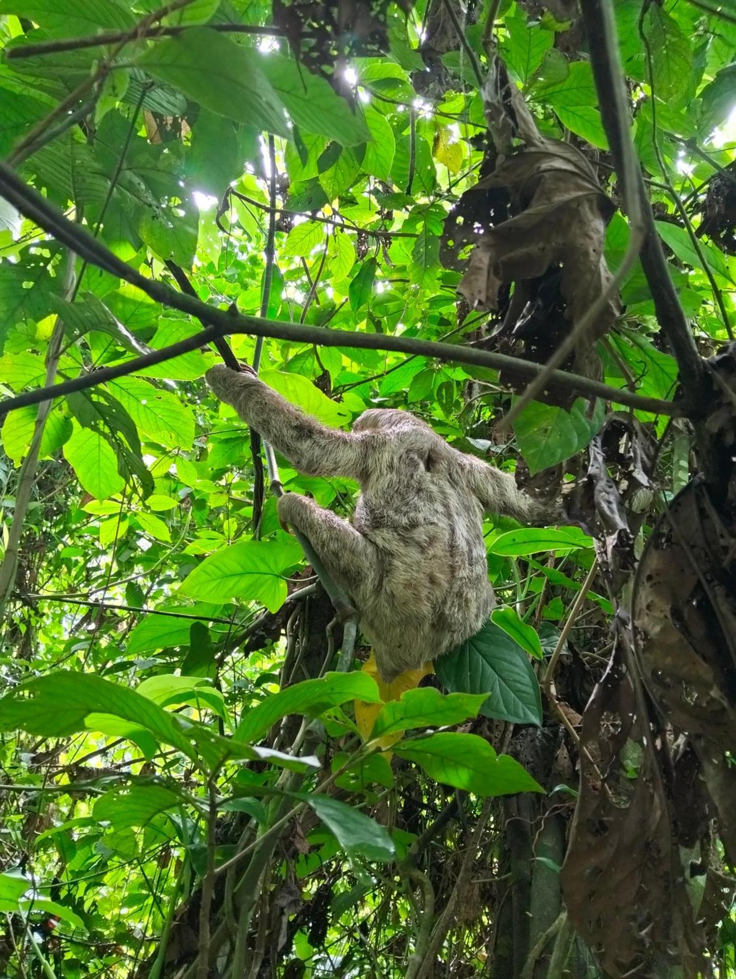 Lodge Eco Lógicas Mu'ü Loreto Mocagua